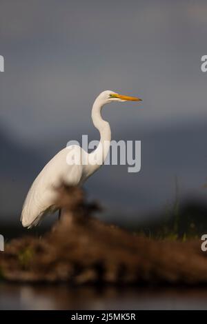 Un seul Grand Egret en profil (Ardea alba) sur les berges herbeuses d'un lagon dans la réserve de gibier privée de Zimanga à Kwa Zulu Natal, Afrique du Sud Banque D'Images