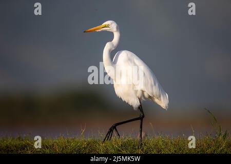 Un seul Grand Egret en profil (Ardea alba) sur les berges herbeuses d'un lagon dans la réserve de gibier privée de Zimanga à Kwa Zulu Natal, Afrique du Sud Banque D'Images