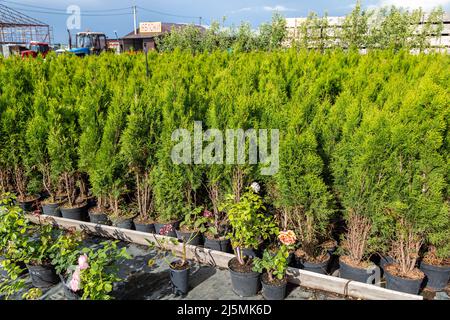 Boutique de jardin pour la vente de plantes. Ici, vous pouvez acheter beaucoup de variétés de plantes vertes: Fleurs diverses, sapin, épinette Banque D'Images