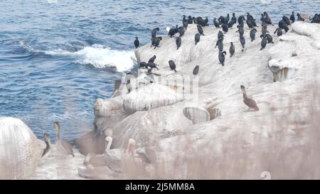 Cormorant séchant de troupeau ou de colonie, plumes d'ailes de prène d'oiseau pélican, roche par eau de mer d'océan, faune de la Jolla Cove, côte de Californie, États-Unis. Animal aviaire , faune dans l'habitat naturel ou liberté sur la falaise Banque D'Images