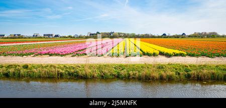 Champs de tulipes multicolores dans la partie ouest de la Hollande Banque D'Images