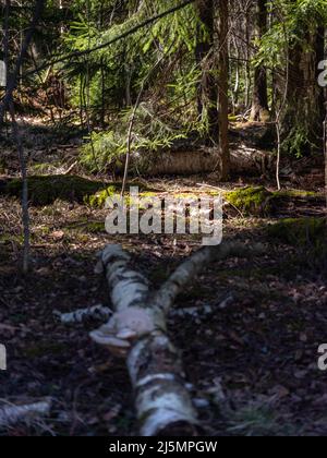 Helsinki / Finlande - 17 AVRIL 2022 : rayons solaires éclairante sur la forêt primitive. Troncs d'arbres dans la forêt naturelle. Banque D'Images