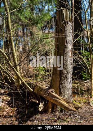 Helsinki / Finlande - 17 AVRIL 2022 : rayons solaires éclairante sur la forêt primitive. Troncs d'arbres dans la forêt naturelle. Banque D'Images