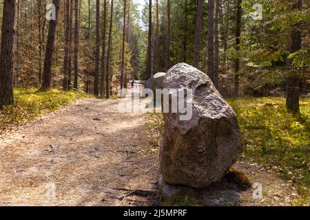 Chemin à travers la réserve de montagne Beech - à polonais Bukowa Gora - à Zwierzyniec, région de Roztochia en Pologne. Banque D'Images