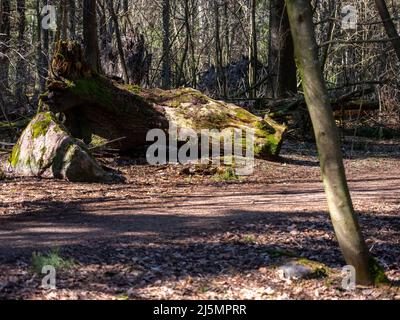 Helsinki / Finlande - 17 AVRIL 2022 : rayons solaires éclairante sur la forêt primitive. Troncs d'arbres dans la forêt naturelle. Banque D'Images