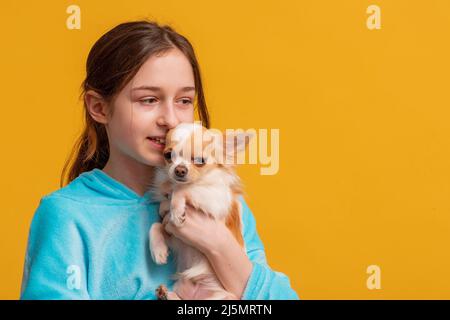 Fille et chien blanc. Jeune fille avec un chien de la race Chihuahua sur fond jaune. Banque D'Images