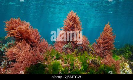 Algues rouges et vertes avec de l'eau bleue, couleurs sous-marines dans l'océan (surtout aspergopsis armata et algues Ulva lactuca), Atlantique est, Espagne Banque D'Images