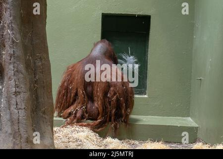 Dublin / Irlande : animaux du zoo de Dublin en captivité Banque D'Images