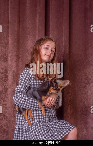 Fille et chien blanc. Jeune fille avec un chien de la race Chihuahua sur un fond marron. Banque D'Images