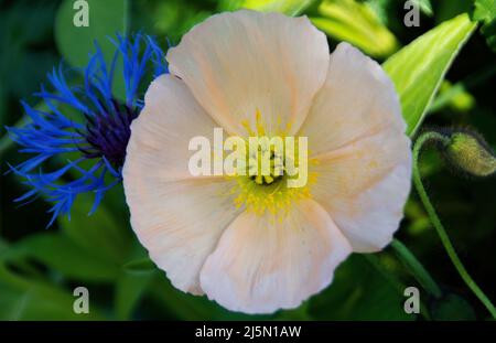 Papaver nudicaule « Champagne Bubbles » Banque D'Images