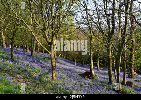 Superbes bluebells dans Emmetts Gardens, IDE Hill, dans la forêt ancienne de National Trust sur la crête de Greensand dans le Weald du Kent. Banque D'Images