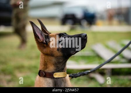 Un chiot du programme d'élevage de chiens de travail militaires de la base conjointe de San Antonio-Lackland, Texas, explore les grands espaces le 21 avril 2022. L'escadron d'entraînement 341st forme des DMT et des préposés à la manutention pour le ministère de la Défense, ce qui améliore la létalité et la préparation de la Force totale. (É.-U. Photo de la Force aérienne par Miriam Thurber) Banque D'Images