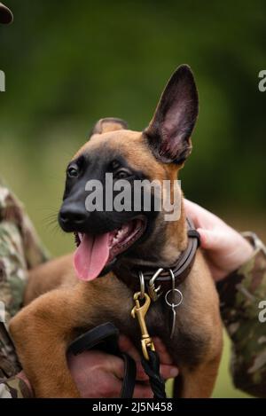 Un chiot du programme d'élevage de chiens de travail militaires de la base conjointe de San Antonio-Lackland, Texas, explore les grands espaces le 21 avril 2022. L'escadron d'entraînement 341st forme des DMT et des préposés à la manutention pour le ministère de la Défense, ce qui améliore la létalité et la préparation de la Force totale. (É.-U. Photo de la Force aérienne par Miriam Thurber) Banque D'Images