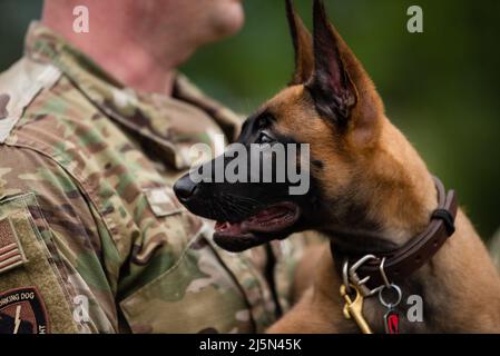 Un chiot du programme d'élevage de chiens de travail militaires de la base conjointe de San Antonio-Lackland, Texas, explore les grands espaces le 21 avril 2022. L'escadron d'entraînement 341st forme des DMT et des préposés à la manutention pour le ministère de la Défense, ce qui améliore la létalité et la préparation de la Force totale. (É.-U. Photo de la Force aérienne par Miriam Thurber) Banque D'Images