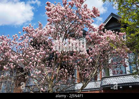 Scène printanière avec des magnolia en fleurs Banque D'Images