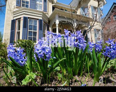 Scène printanière avec vue rapprochée de la jacinthe Banque D'Images