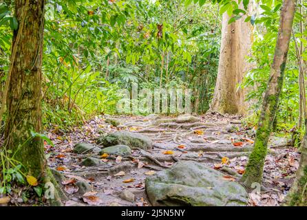 Sentier de randonnée à El Yunque Banque D'Images