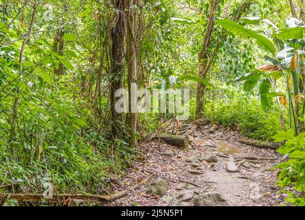 Sentier de randonnée à El Yunque Banque D'Images