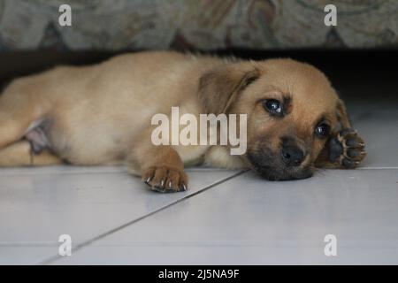 Un chiot brun couché sur des carreaux dans une maison à Port Moresby en 2022 Banque D'Images