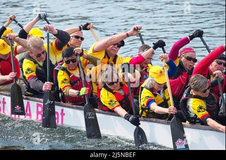 Les concurrents pagayent dans une course en bateau-dragon dans la régate Inlet Spring 2022 au parc Rocky point, Port Moody, B. C., Canada. 23 avril 2022. Banque D'Images