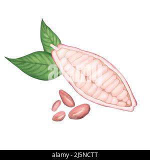 Gousse de cacao rose mûr avec haricots rubis isolés sur fond blanc. Aquarelle illustration botanique dessinée à la main. Art pour le design, textiles, menu, affiche Banque D'Images