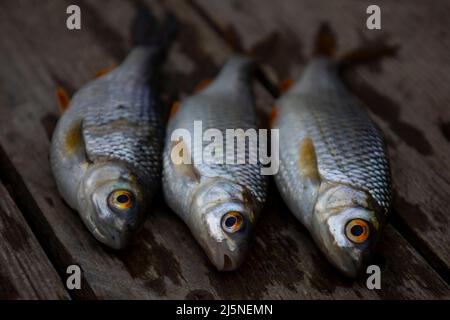 Poisson Roach sur les planches. Mise au point sélective. Banque D'Images