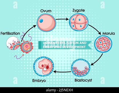 Fertilisation humaine et développement embryonnaire illustration Illustration de Vecteur