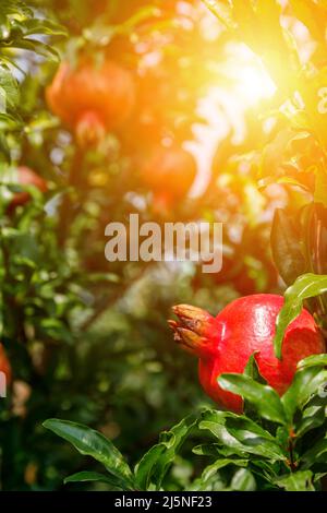 Les grenades rouges poussent sur l'arbre de grenade. Fruits frais dans le verger. Banque D'Images