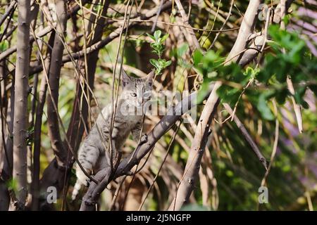 Photo en gros plan d'un petit chaton tabby grimpant un arbre Banque D'Images