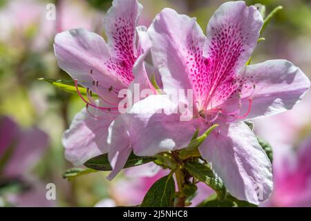 Belle et fleurie George Tabor azaleas au parc Briscoe à Snellville, Géorgie, juste à l'est d'Atlanta. (ÉTATS-UNIS) Banque D'Images
