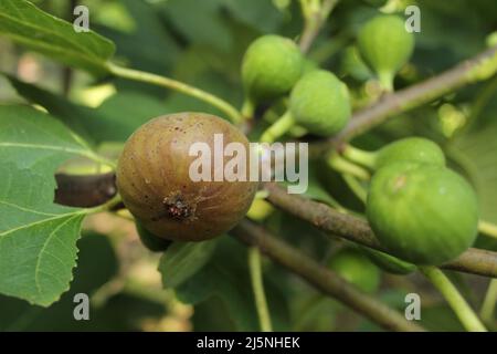Figues fraîches poussant sur la figue mûre d'arbre et les figues vertes Banque D'Images