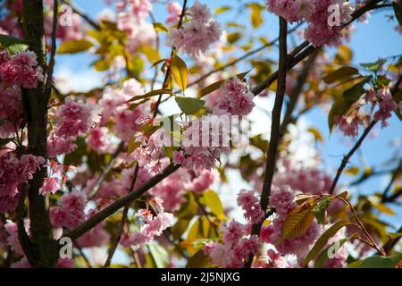 Londres, Royaume-Uni. 24th avril 2022. Floraison de cerisiers à Londres par une journée ensoleillée et chaude. Les températures devraient augmenter avec des sommets de 18 degrés Celsius dans certaines régions de Londres et du sud-est de l'Angleterre. (Photo par Steve Taylor/SOPA Images/Sipa USA) crédit: SIPA USA/Alay Live News Banque D'Images