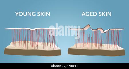 3d rendu de la peau ancienne et jeune, anatomie de la peau avec collagène et rides. Processus de vieillissement de l'homme Banque D'Images