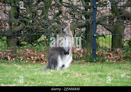 Un wallaby vivant dans un jardin en Allemagne. Un wallaby est un macropode de petite ou moyenne taille originaire d'Australie et de Nouvelle-Guinée. Banque D'Images