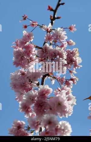 Londres, Royaume-Uni. 24th avril 2022. Floraison de cerisiers à Londres par une journée ensoleillée et chaude. Les températures devraient augmenter avec des sommets de 18 degrés Celsius dans certaines régions de Londres et du sud-est de l'Angleterre. Crédit : SOPA Images Limited/Alamy Live News Banque D'Images