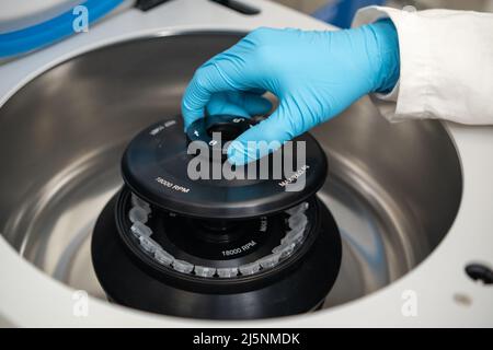 Une technicienne de laboratoire en gants de caoutchouc remplit une centrifugeuse et ferme le bouchon. Test d'ADN ou test de marqueur d'onlogie concept. Banque D'Images