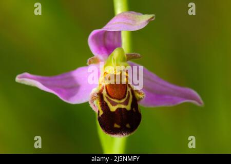 Orchidée d'abeille, Ophrys apifera, orchidée terrestre européenne en fleurs, habitat naturel, détail de deux belles fleurs, fond vert clair, Slovaki Banque D'Images