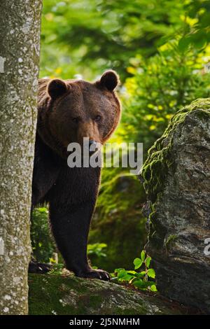 Ours brun caché dans la forêt. Portrait d'ours brun, assis sur la pierre grise, fleurs roses à l'arrière-plan, animal dans l'habitat naturel, Slov Banque D'Images