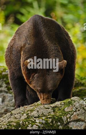 Ours brun, Ursus arctos, hideen derrière le tronc de l'arbre dans la forêt. Portrait du visage d'un animal avec museau ouvert et grosse dent. Ours brun dans le natur Banque D'Images