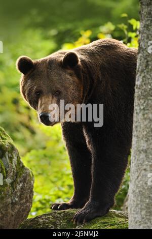 Ours brun, Ursus arctos, hideen derrière le tronc de l'arbre dans la forêt. Portrait du visage de l'ours brun. Porter avec un museau ouvert et une grosse dent. Ours brun i Banque D'Images