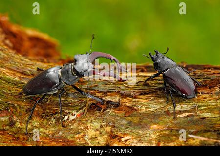 Mâle et famale de l'insecte. Coléoptère du cerf, Lucanus cervus, gros insecte dans l'habitat naturel, tronc d'arbre ancien, fond orange clair, République tchèque. Po Banque D'Images