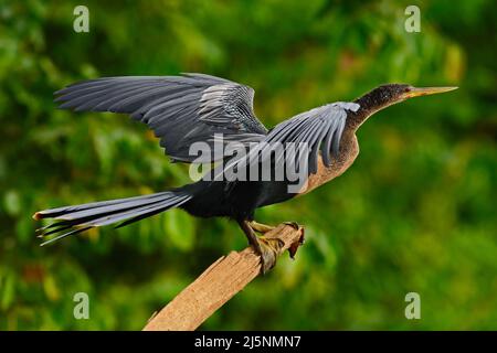 Anhinga, oiseau d'eau dans l'habitat naturel de la rivière. Oiseau d'eau du Costa Rica. Anhinga dans l'eau. Oiseau avec col en rondins et bec. Anhinga assis sur le Banque D'Images