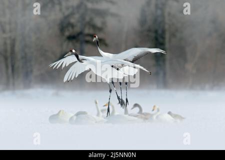 Scène de la faune d'hiver asiatique. Deux oiseaux en vol.deux grues en vol avec cygnes. Oiseaux blancs volants grue à couronne rouge, Grus japonensis, avec gain ouvert Banque D'Images