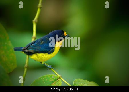 Oiseau bleu et jaune Violacé euphonia, Euphonia violacea, oiseau exotique de Trinité-et-Tobago. Bel oiseau dans la nature habitat vert. Wildlif Banque D'Images