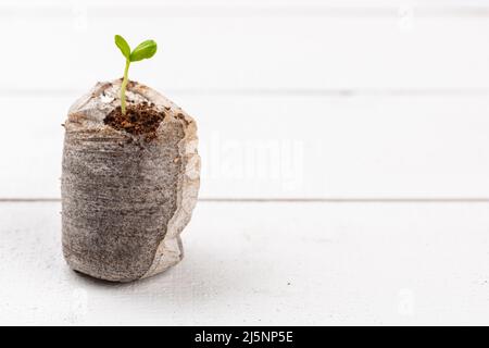 Le semis de Zinnia pousse dans une pastille de tourbe boueuse. Pots de fleurs biodégradables. Semis de Zinnia. Arrière-plan en bois avec espace de copie. Zéro déchet, recyclage, Banque D'Images