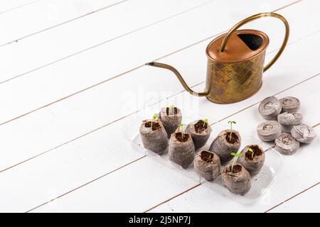 Les semis de Zinnia poussent dans des pellets de tourbe bouffie. Pots de fleurs biodégradables. Zéro déchet, recyclage, concept sans plastique. Banque D'Images