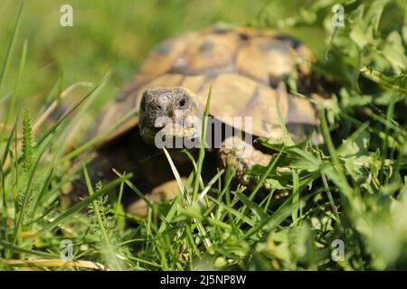 tortue hermanni femelle adulte dans l'herbe verte Banque D'Images