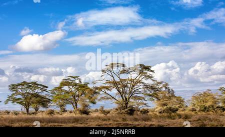 Les magnifiques arbres de fièvre jaune, Acacia xanthophloea, du parc national du lac Nakuru, Kenya, Afrique de l'est. Banque D'Images