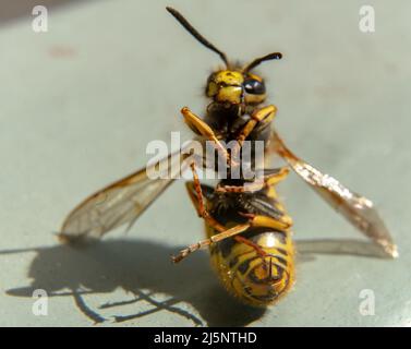 Guêpe sur la feuille verte dans la nature.insecte Banque D'Images