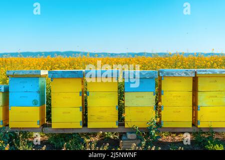 Boîtes de ruches dans le champ de colza en fleurs, abeilles en pollinisation sur les plantations de canola, priorité sélective Banque D'Images